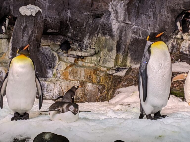 SeaWorld Orlando
